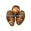 China Novos vegetais de Taro Fresh Crop com melhor qualidade